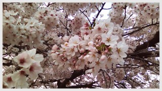 テストドライブに花を添える満開の桜