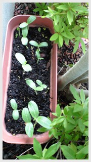 ひょうたんの芽