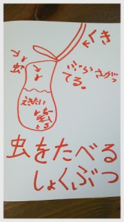 虫をたべるしょくぶつ