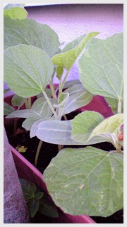 ひょうたんの葉