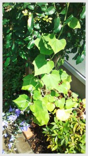 ひょうたんのつる