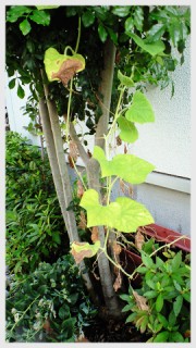 ひょうたんのつる