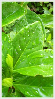 クチナシの白い虫退治