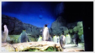 海遊館「ペンギン」