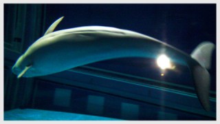 海遊館「スナメリ」